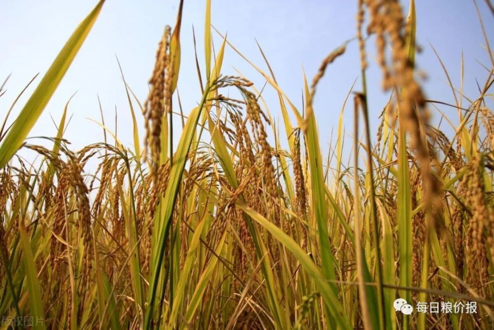 今日水稻价格行情、市场走势与种植户心态深度解析，策略定义及市场观察报告（VE版）